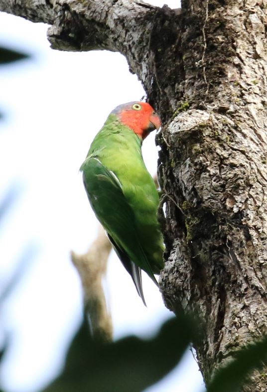 Red-cheeked Parrot - ML451078101