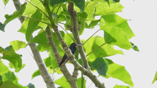 Sapphire-throated Hummingbird - ML451078701