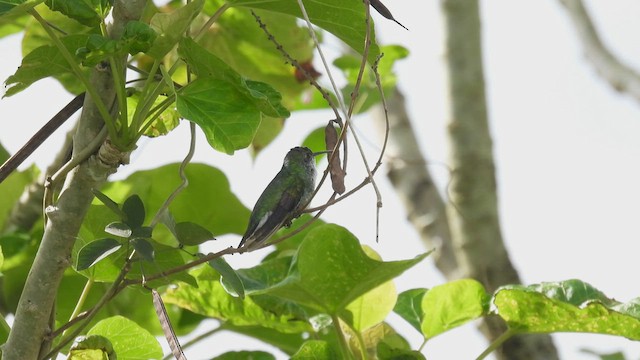 Sapphire-throated Hummingbird - ML451078721