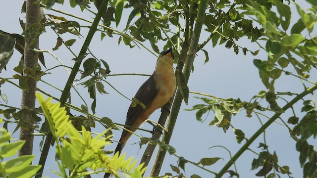 Mangrove Cuckoo - ML451079601