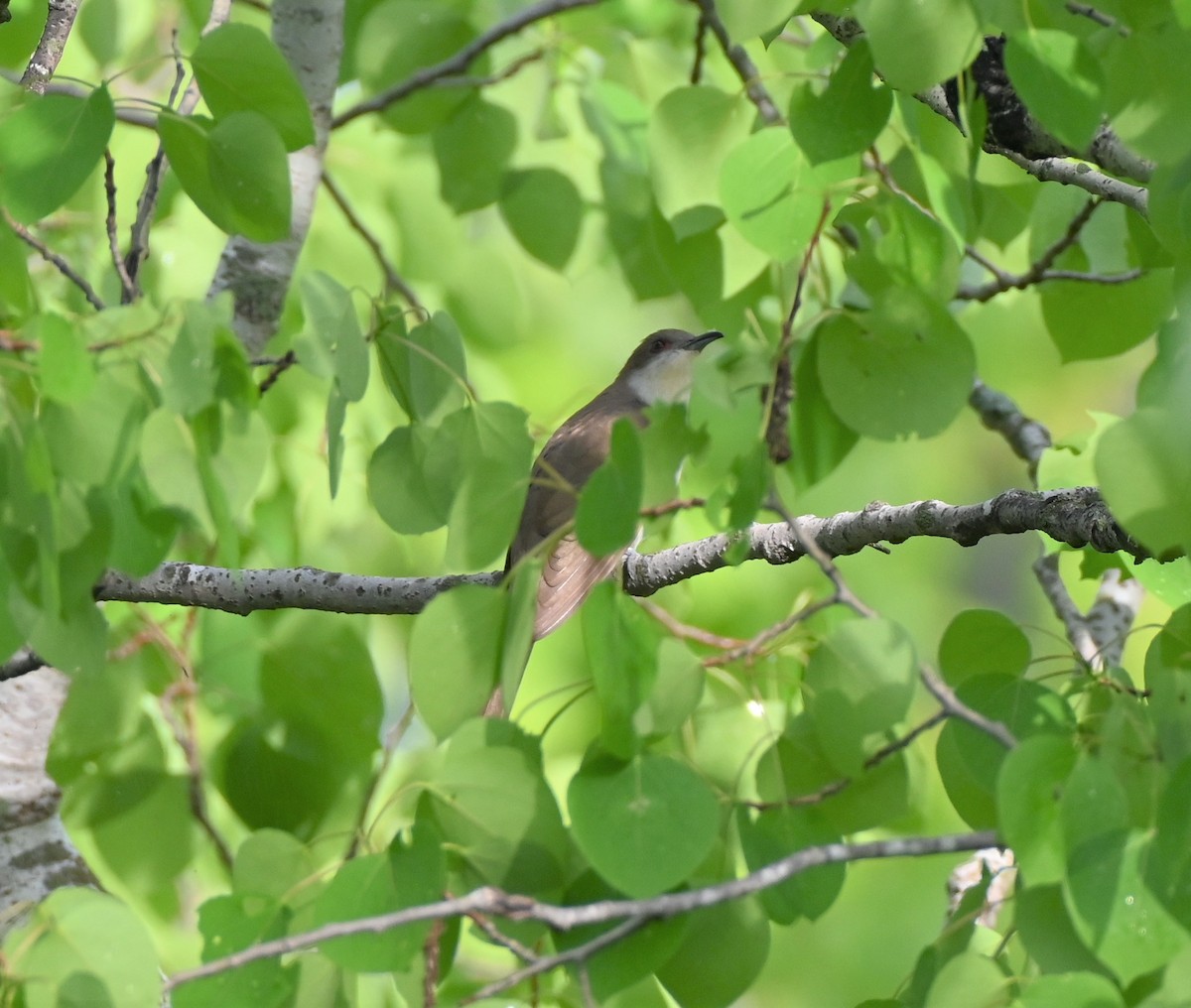 Black-billed Cuckoo - ML451081151