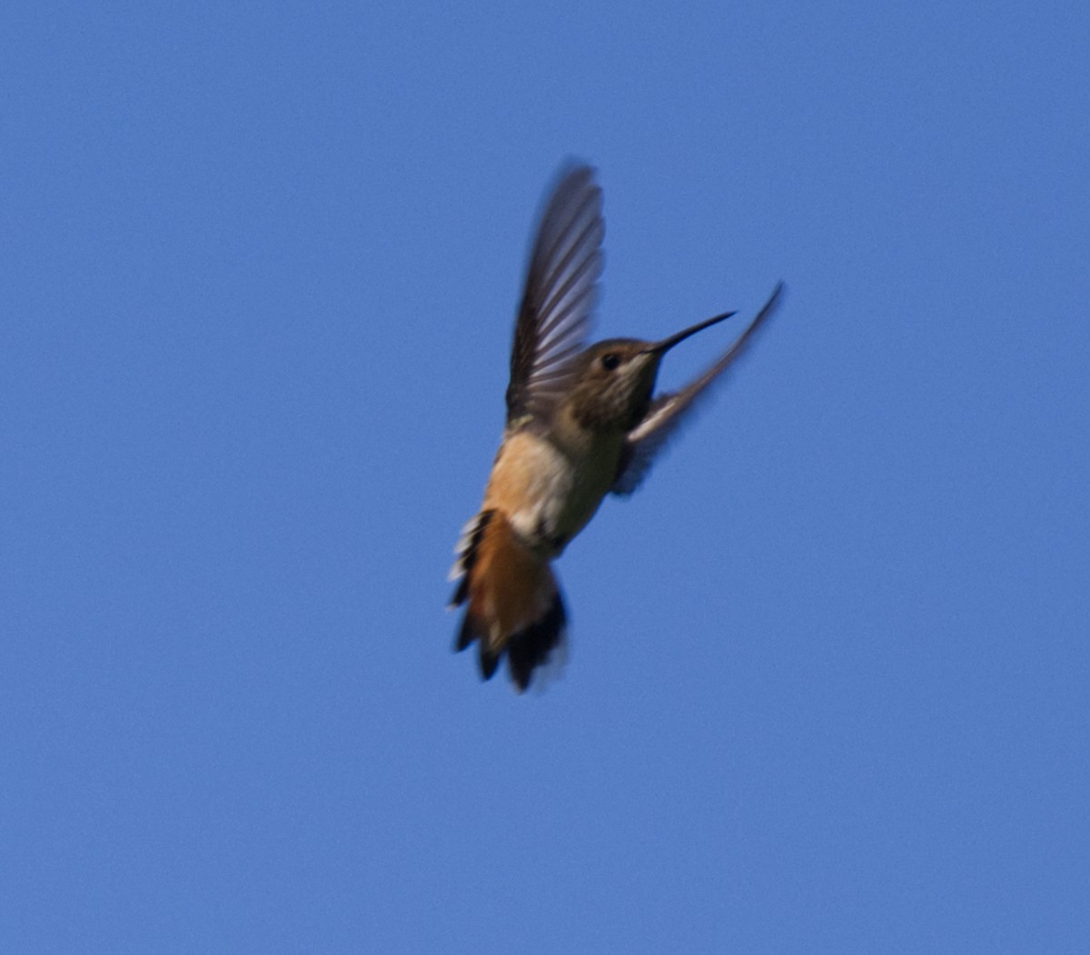 Rufous/Allen's Hummingbird - ML451082591