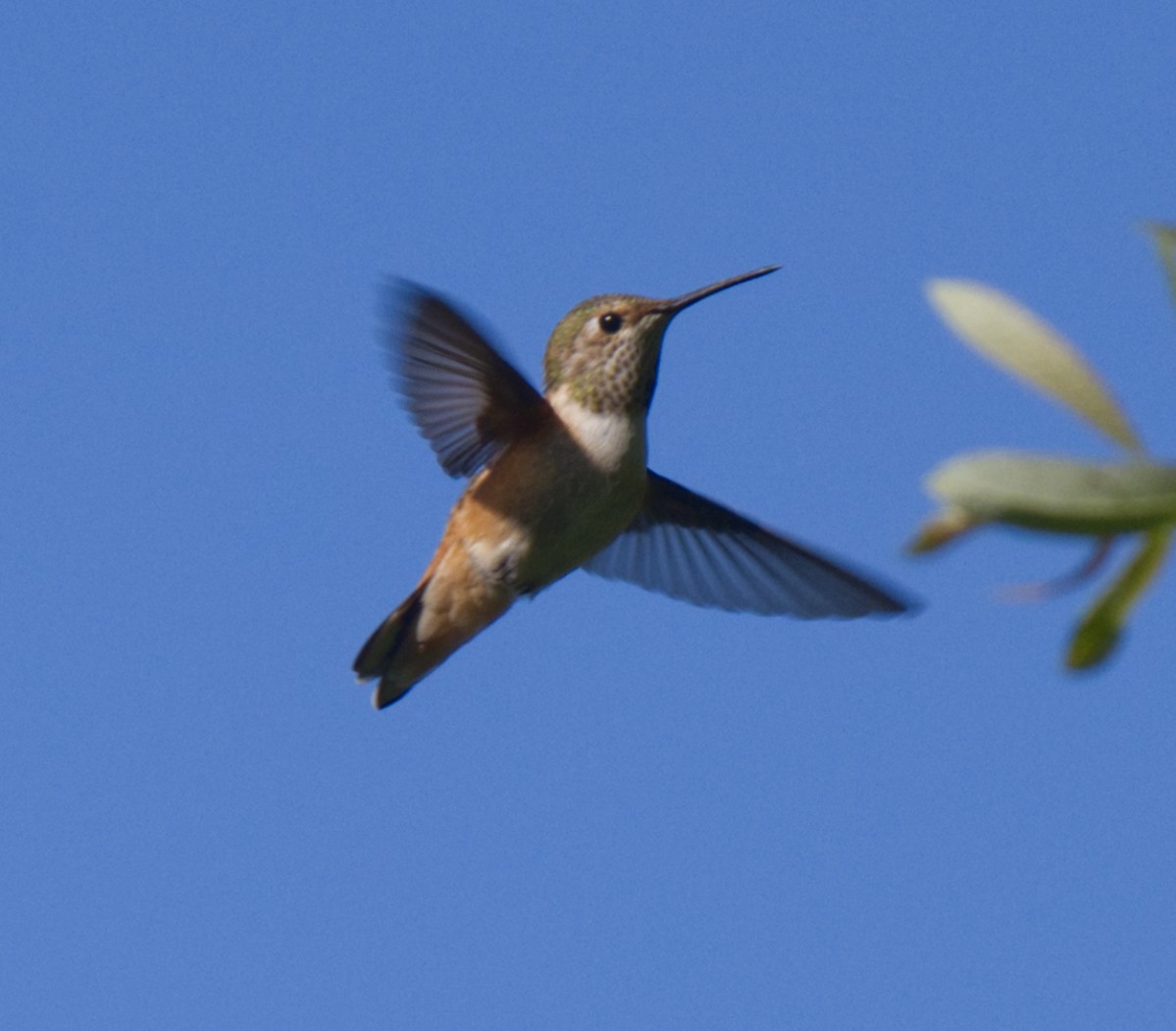 Rufous/Allen's Hummingbird - ML451082601
