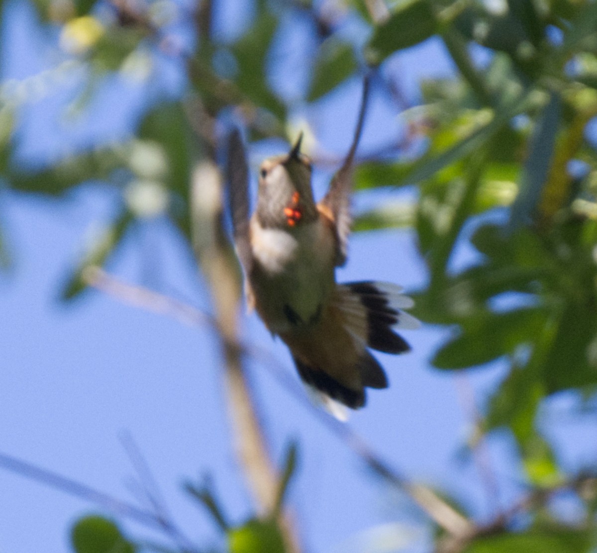 Rufous/Allen's Hummingbird - ML451082641