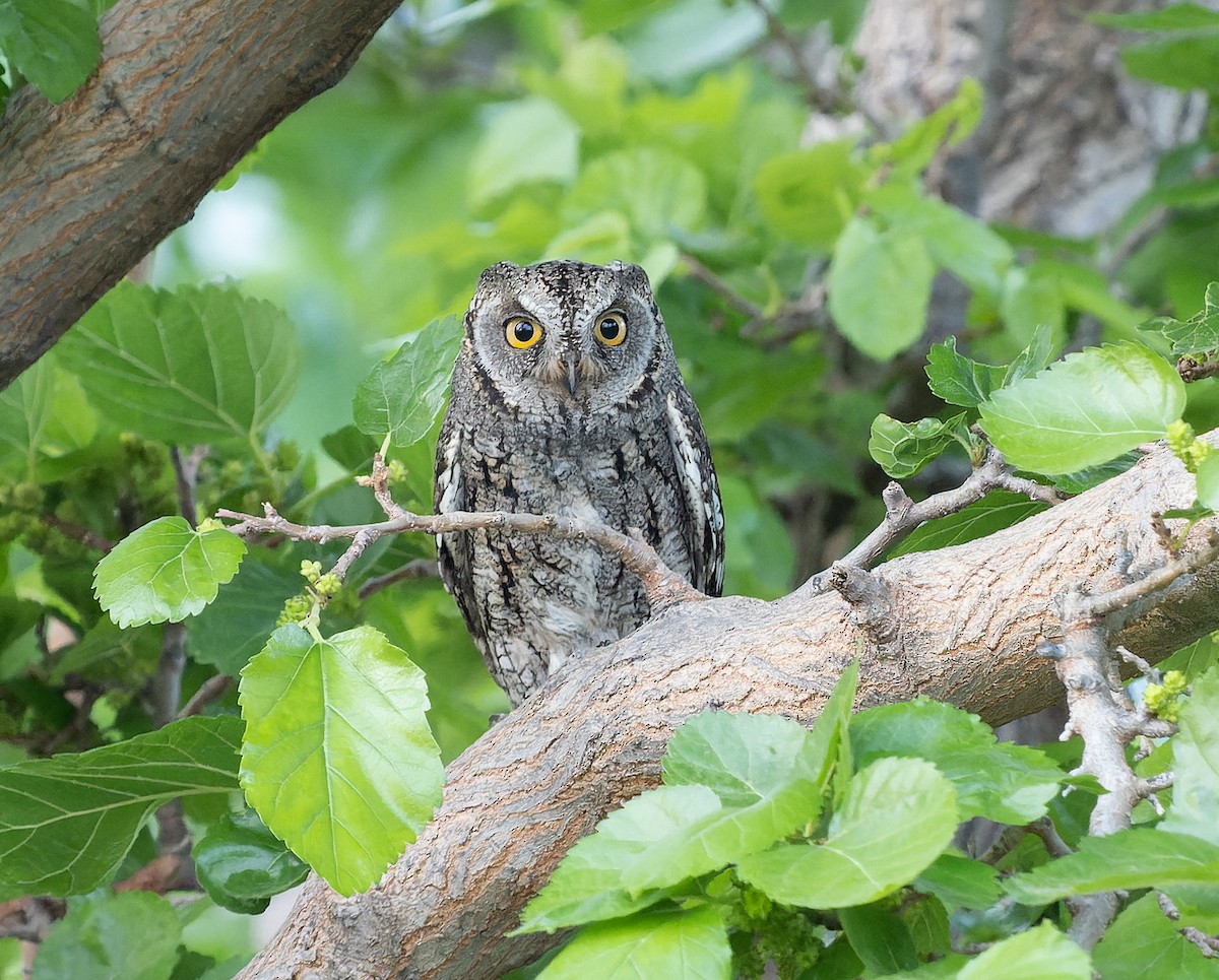 Cyprus Scops-Owl - Simon Colenutt