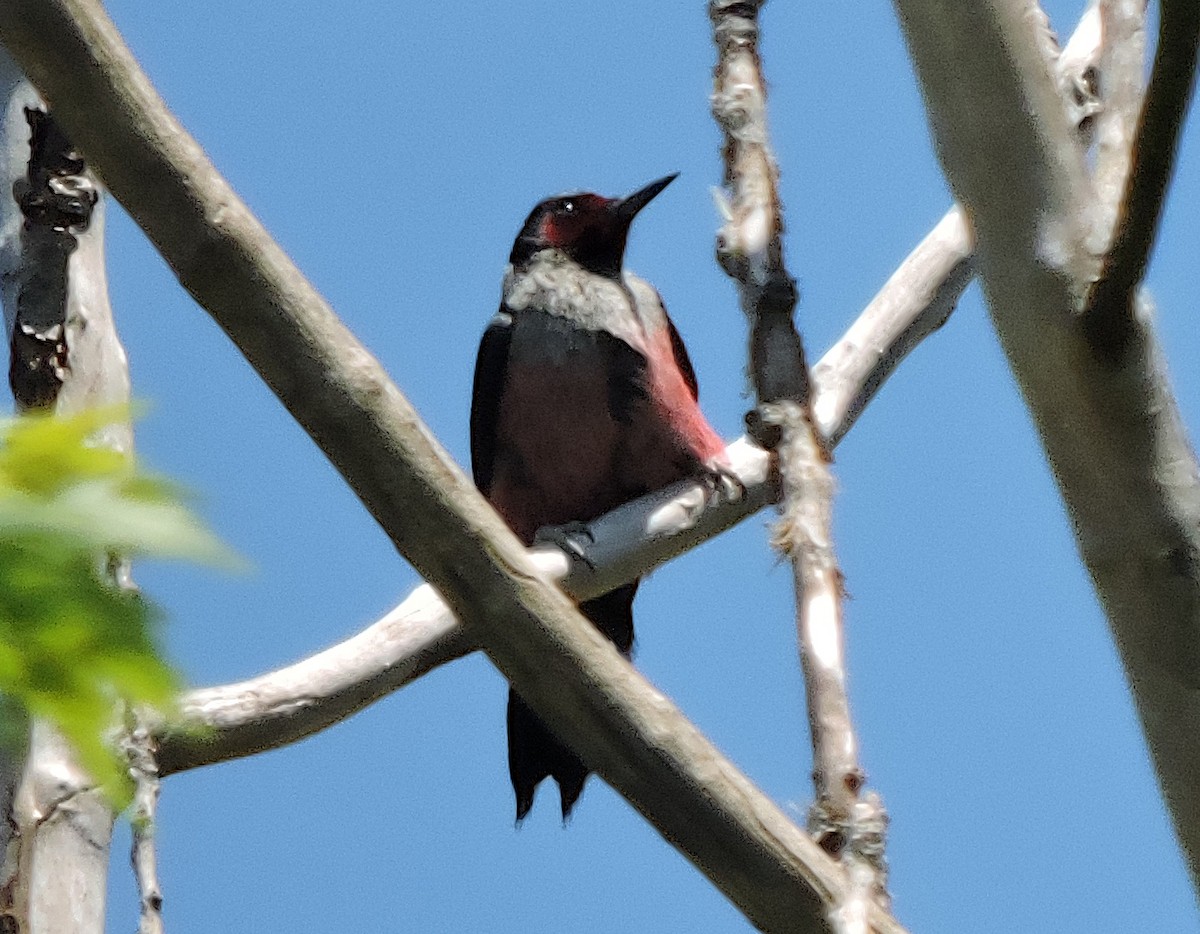 Lewis's Woodpecker - ML451083671