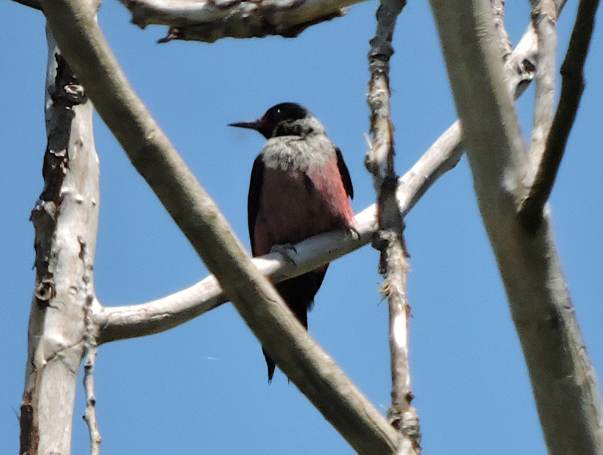 Lewis's Woodpecker - ML451083681