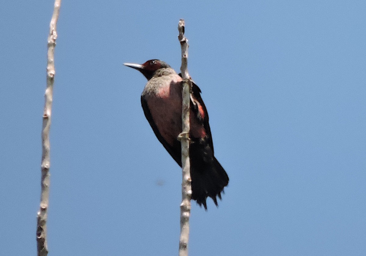 Lewis's Woodpecker - ML451083691