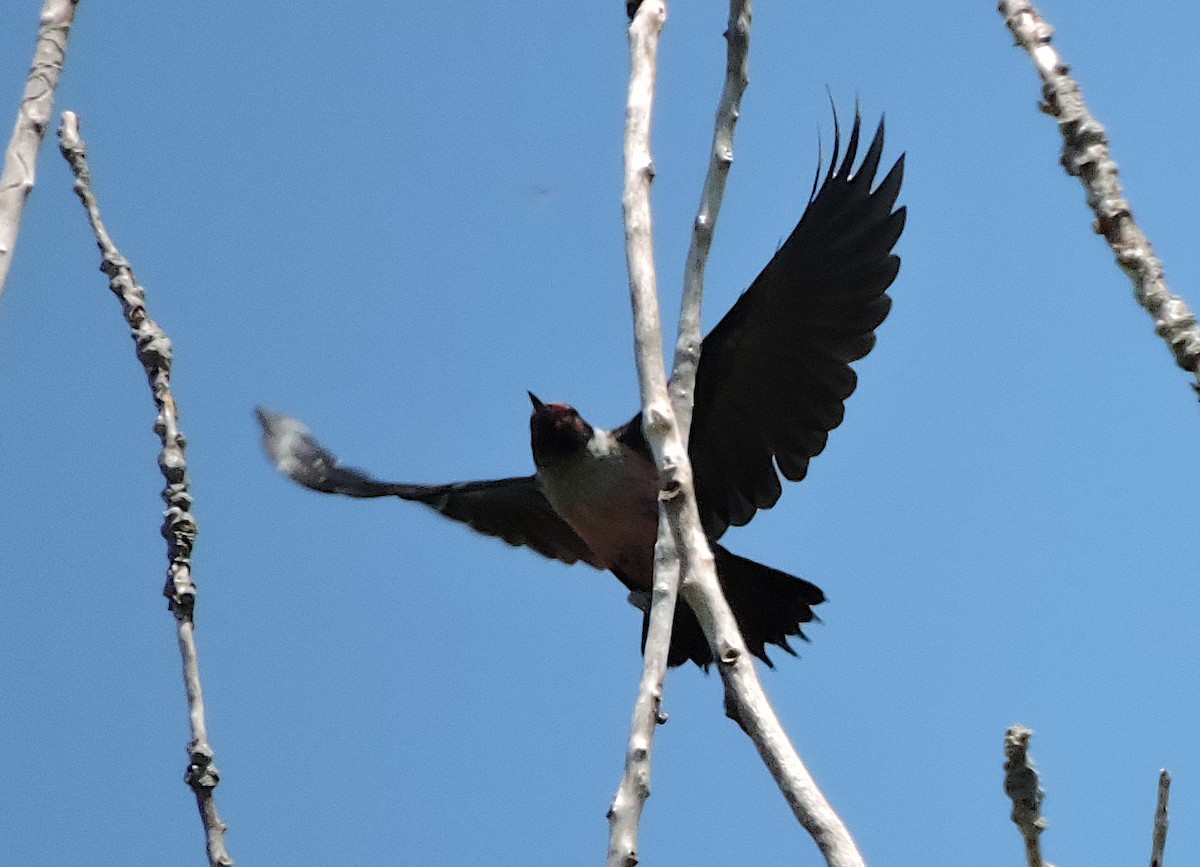 Lewis's Woodpecker - ML451083701