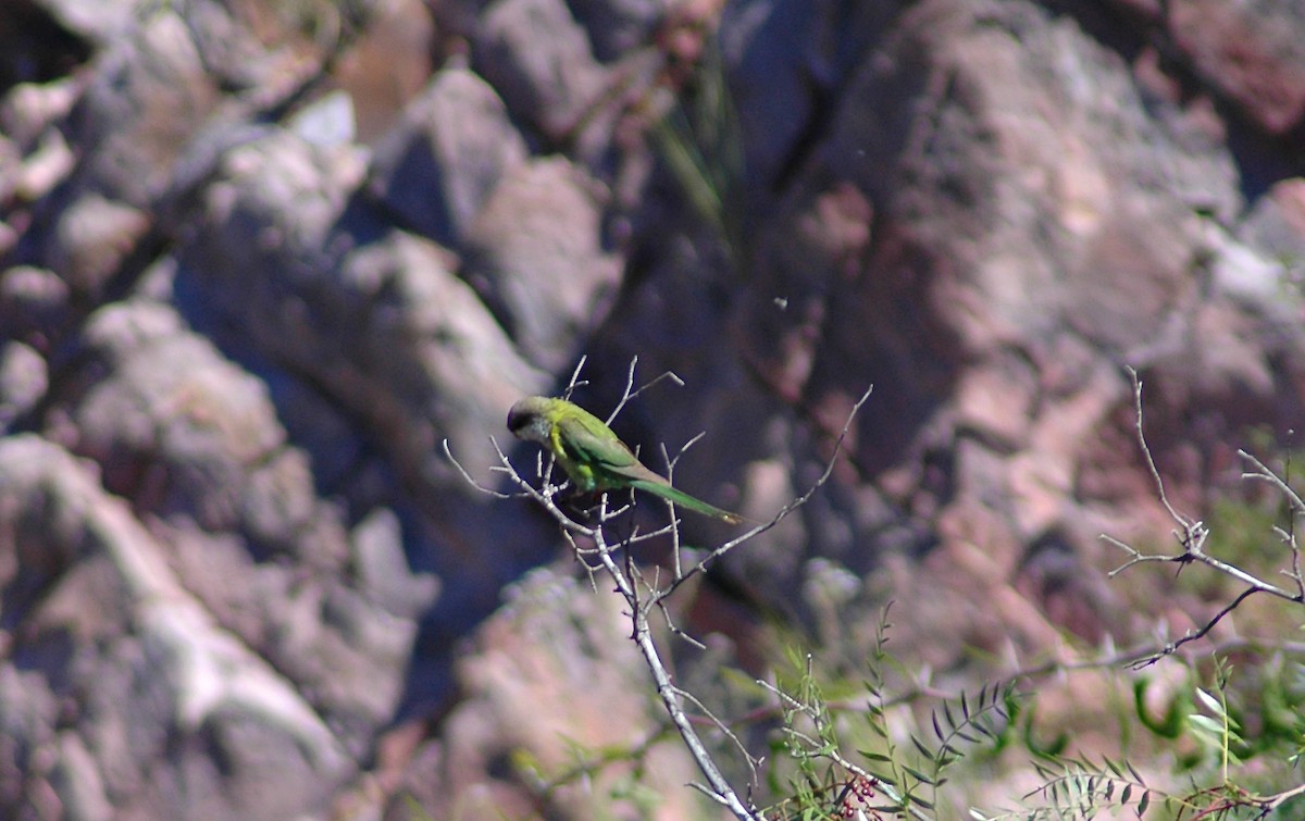 Gray-hooded Parakeet - ML45108391