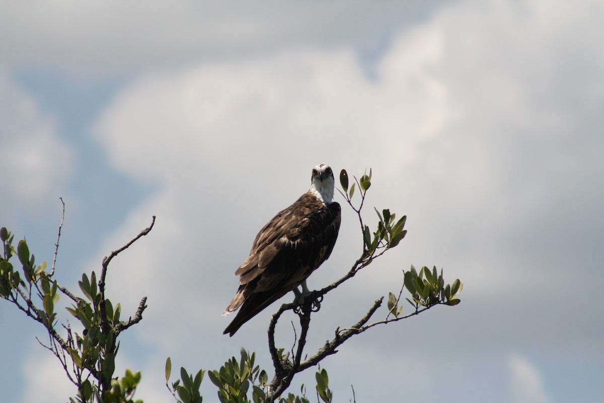 Osprey - Elisabeth Nasse