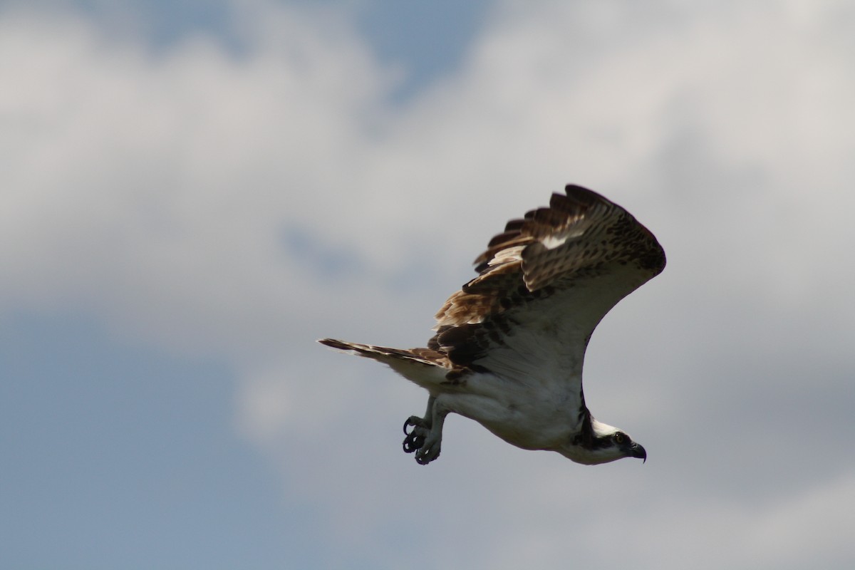 Águila Pescadora - ML451085351