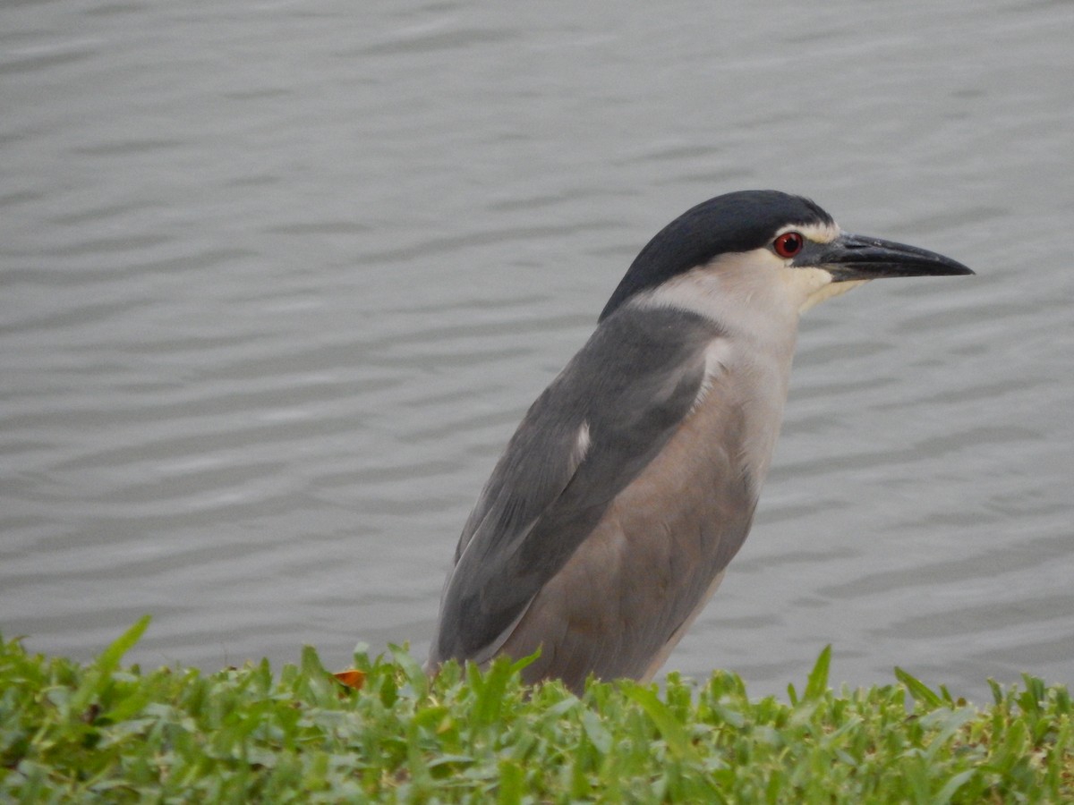 Black-crowned Night Heron - ML451085711