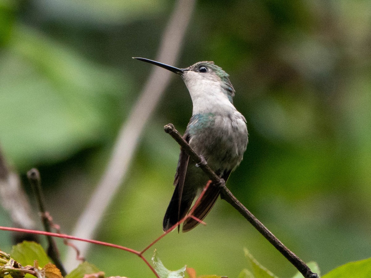 kolibřík vidloocasý (ssp. venusta/townsendi/colombica/rostrifera) - ML451085891