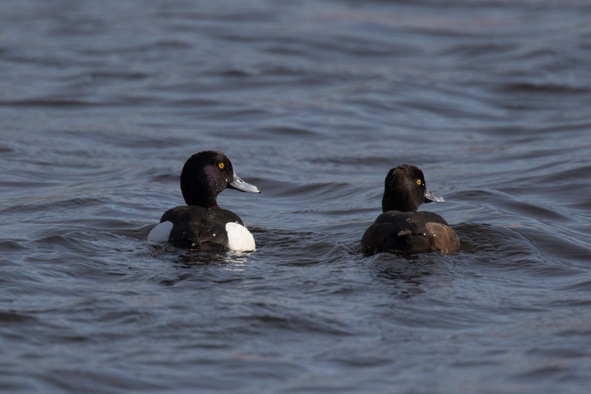 Tufted Duck - ML451085951