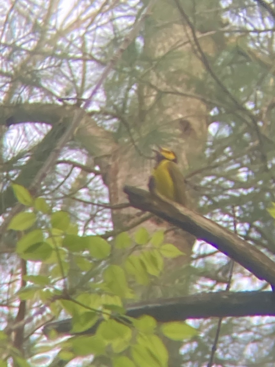 Hooded Warbler - ML451086591