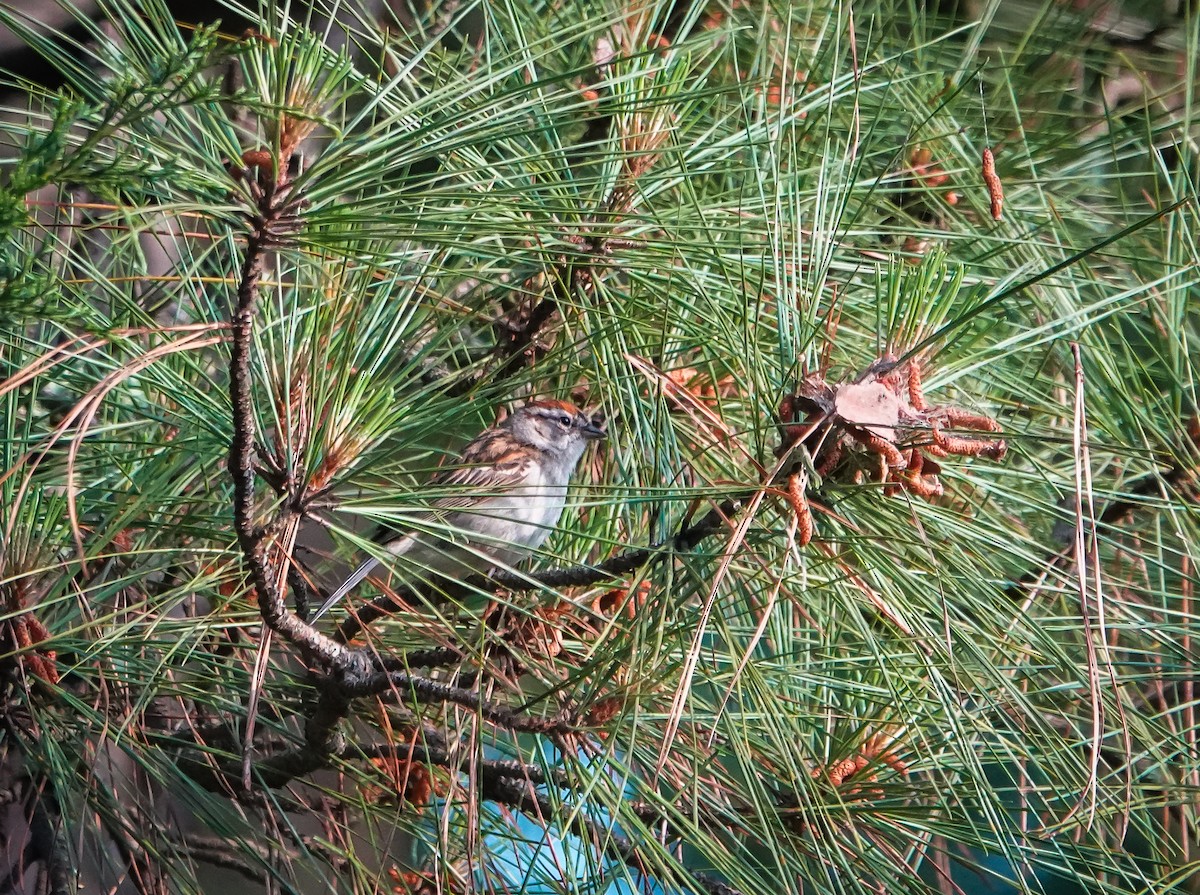 Chipping Sparrow - ML451086871