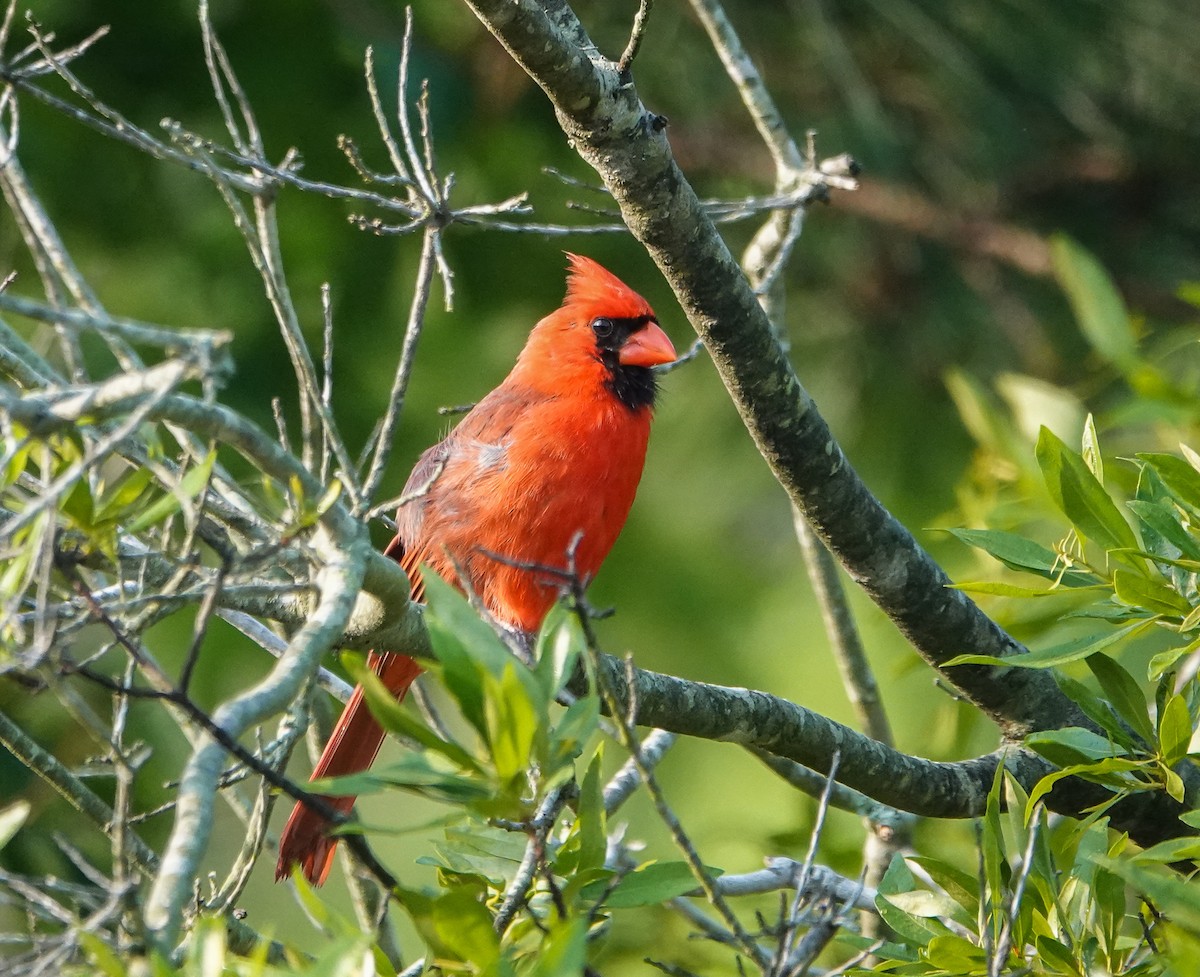 Northern Cardinal - ML451086911