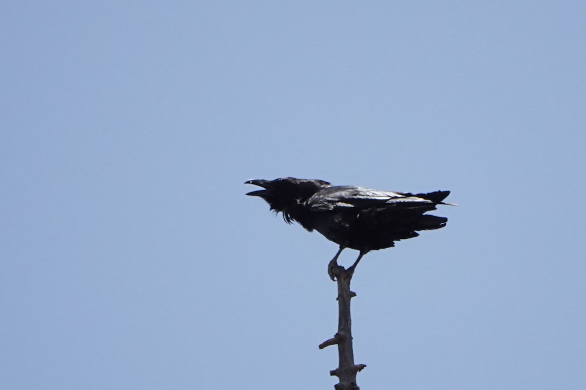 Common Raven - ML451087711