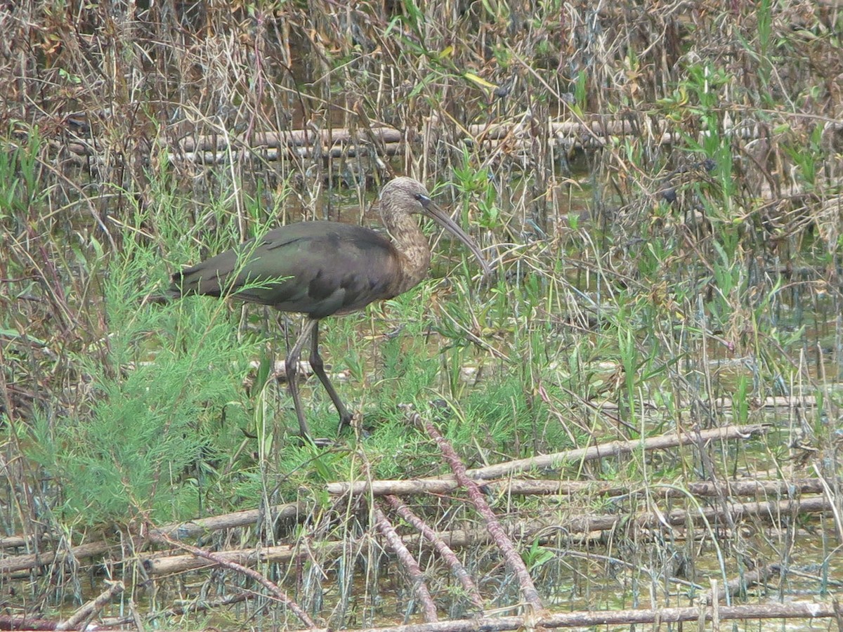 Glossy Ibis - ML451089181