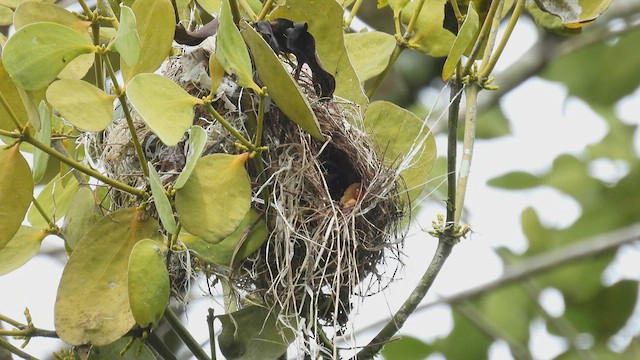 Piratic Flycatcher - ML451090221