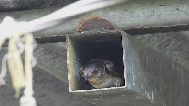 Golondrina Pechigrís - ML451090281