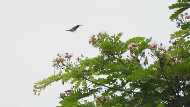 kolibřík panamský - ML451091381