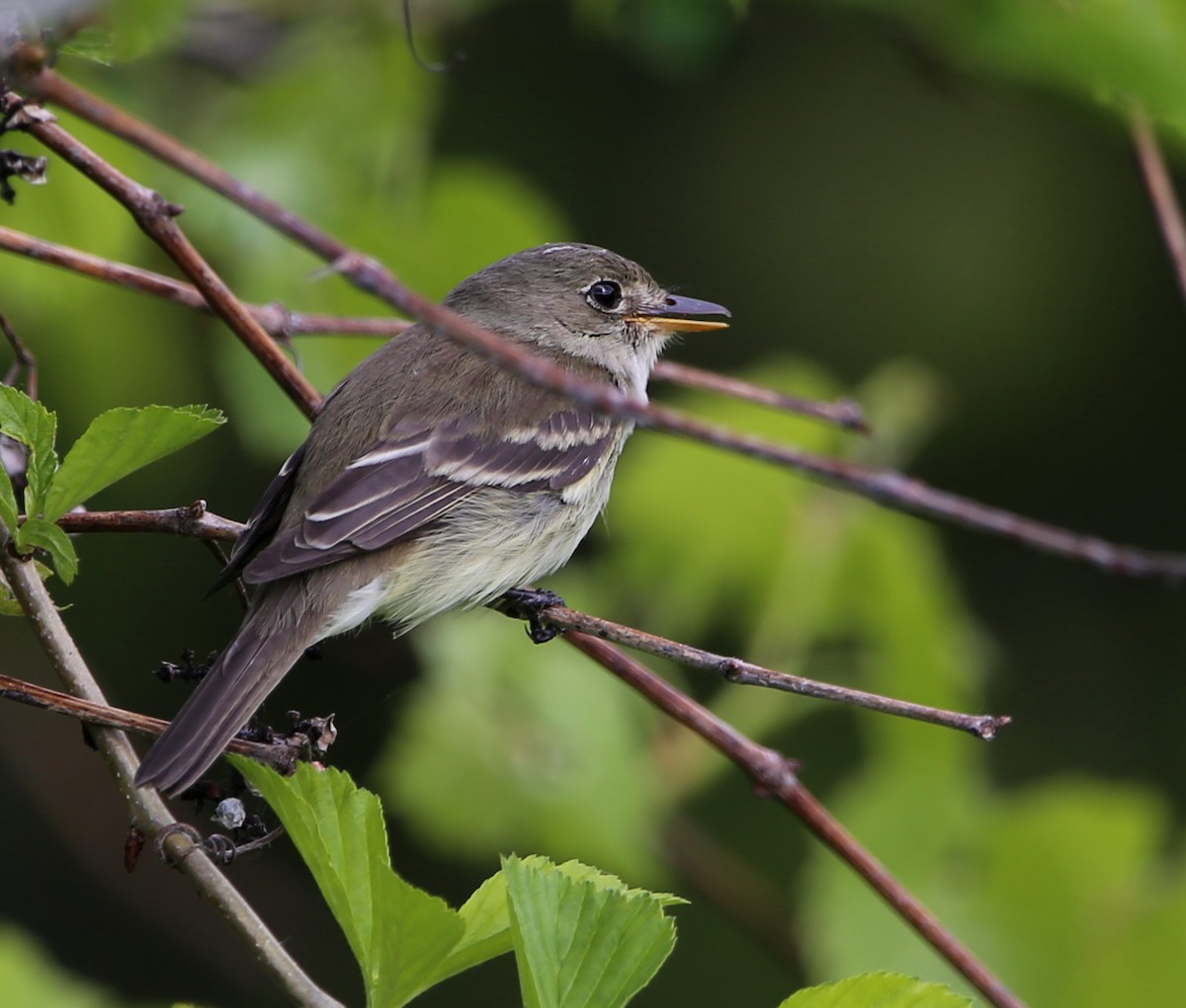 Alder Flycatcher - ML451091601