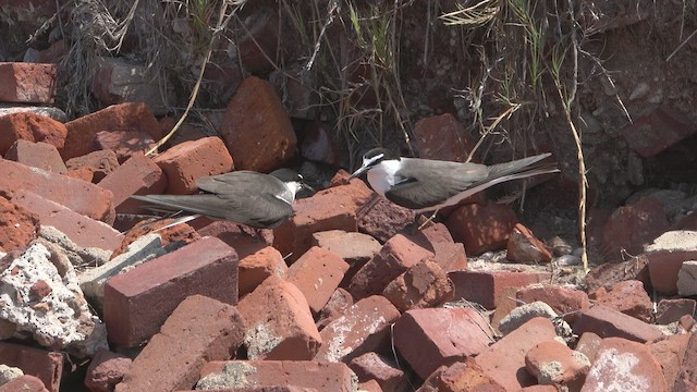 Bridled Tern - ML451092381