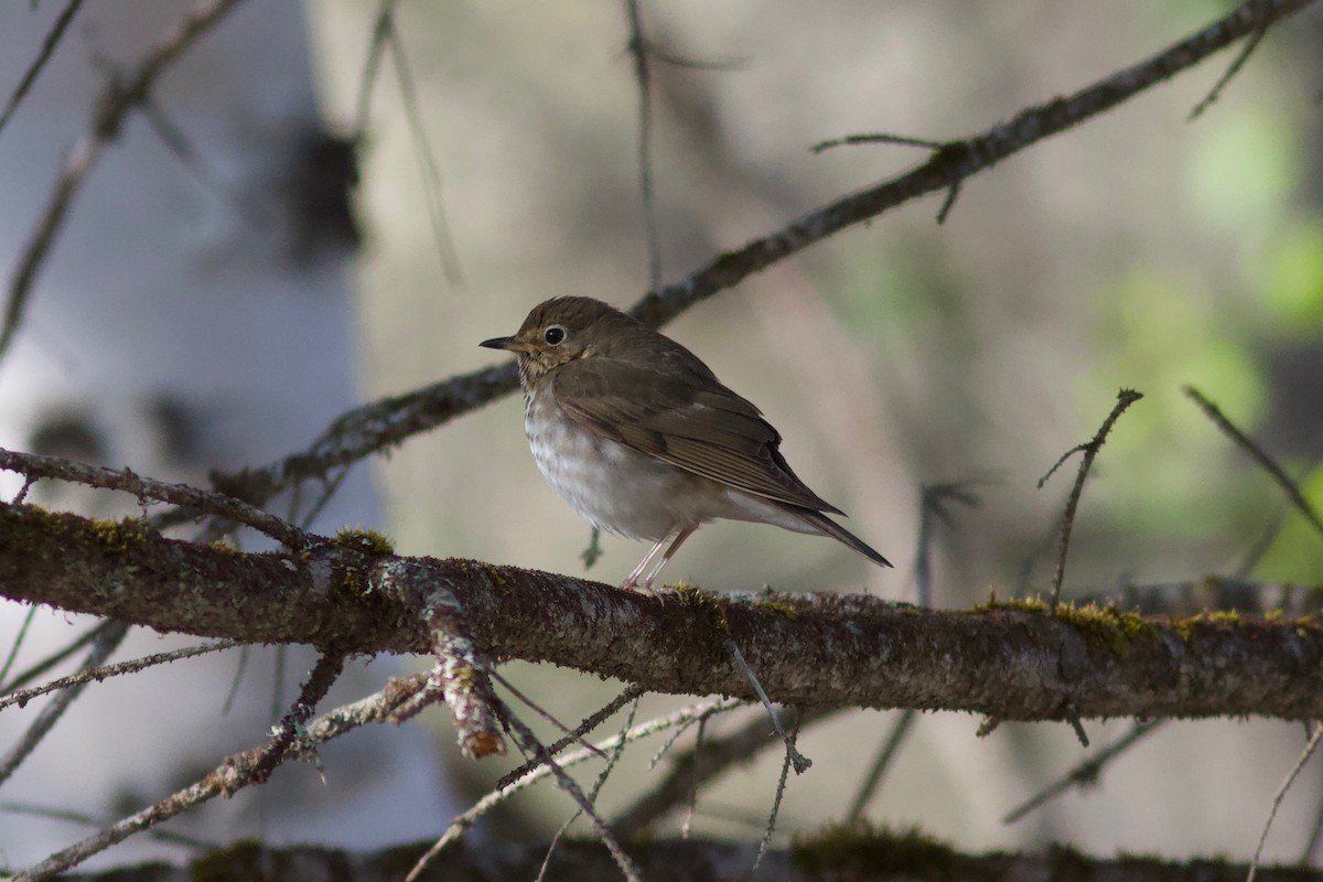 Swainson's Thrush - ML451092881