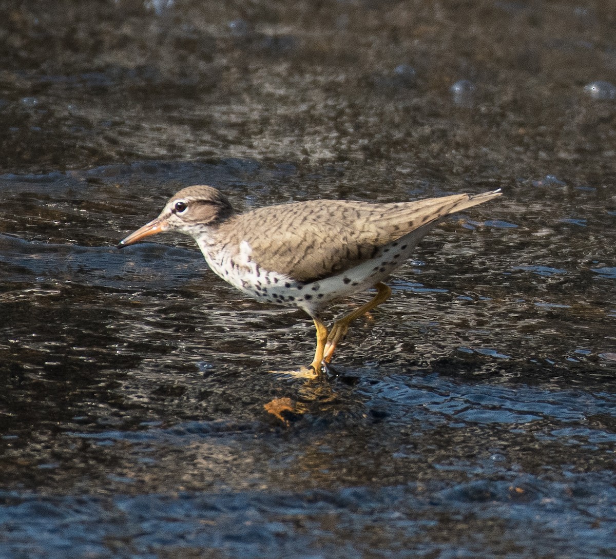 Spotted Sandpiper - ML451093861