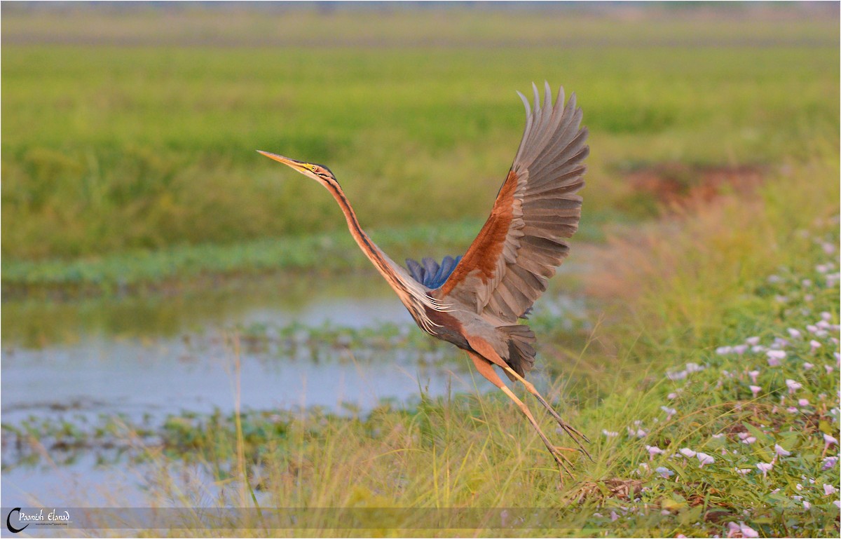 Purple Heron - ML45109391