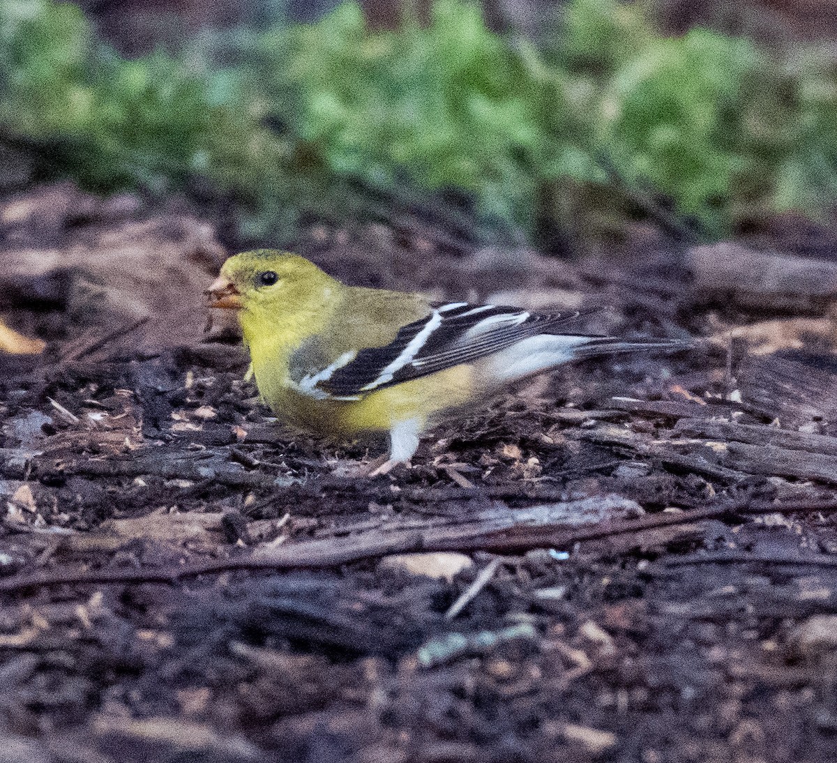 American Goldfinch - ML451094411