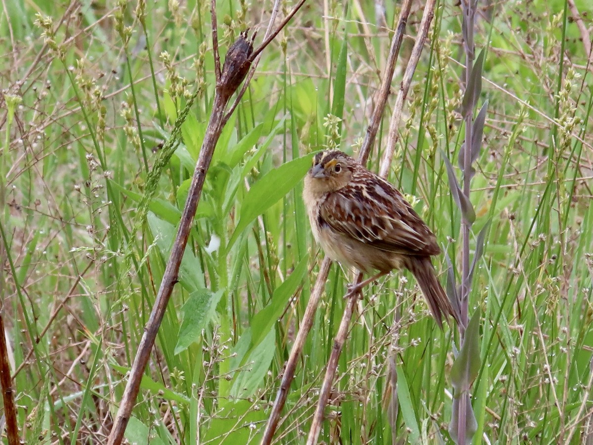 Grasshopper Sparrow - ML451094641