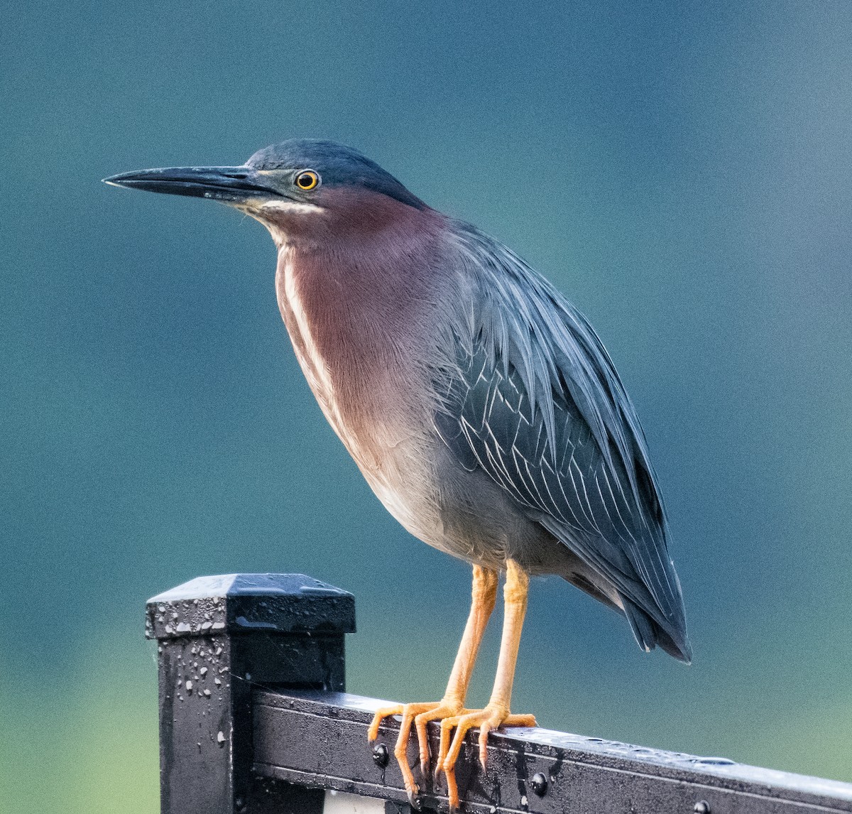 Green Heron - ML451094951