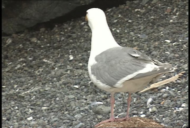 Western x Glaucous-winged Gull (hybrid) - ML451095