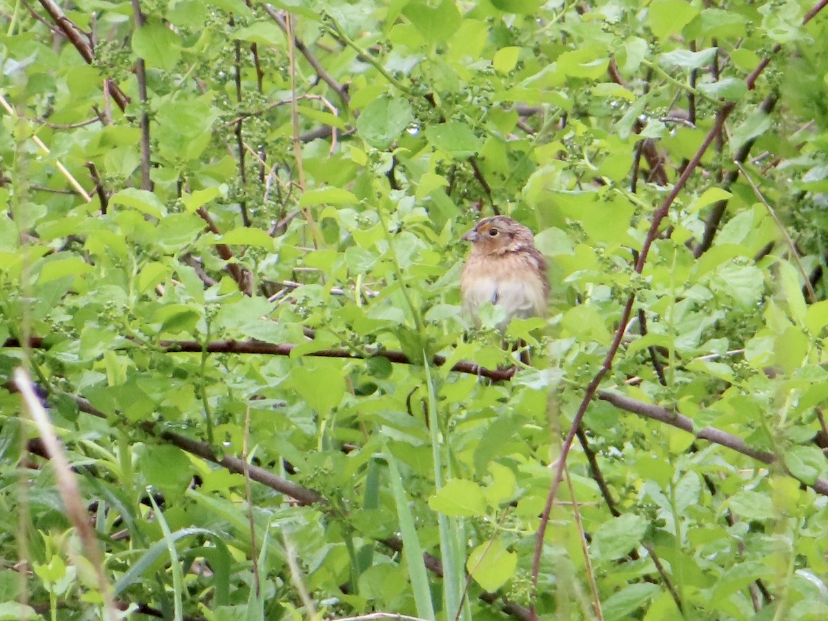 Grasshopper Sparrow - ML451095281