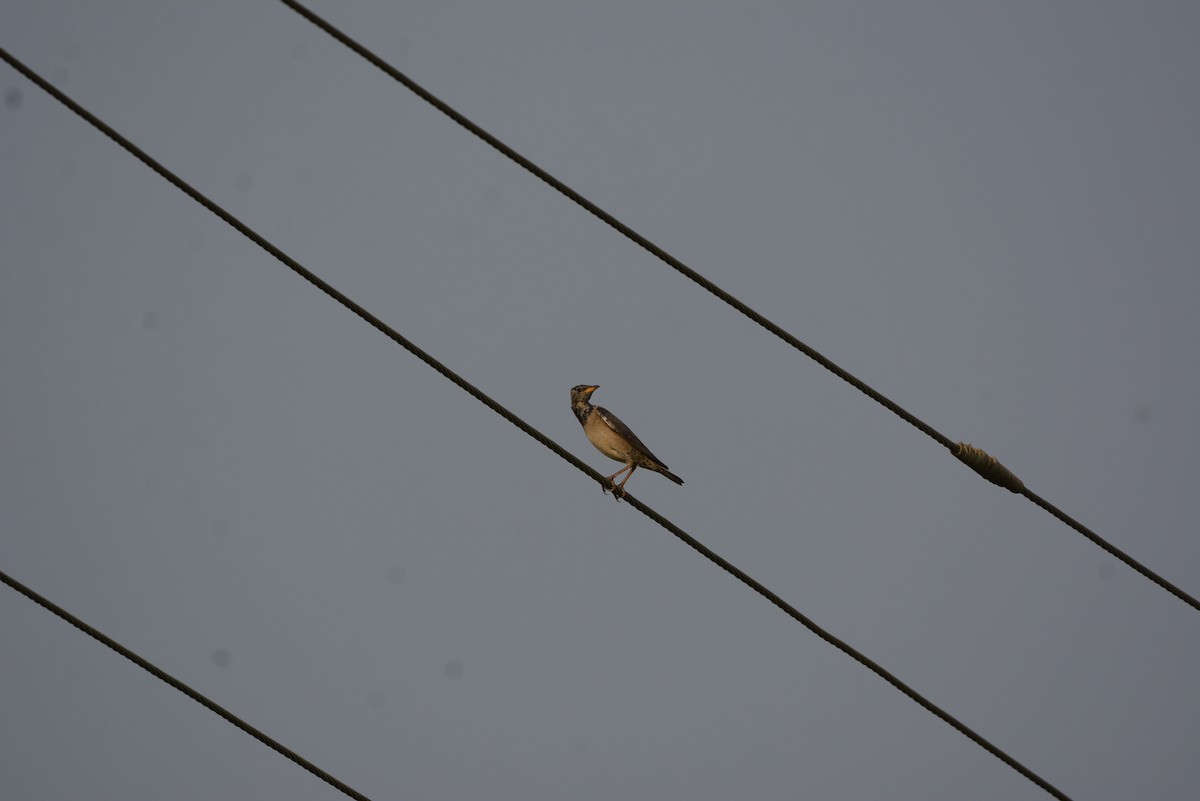 Rosy Starling - ML45109581