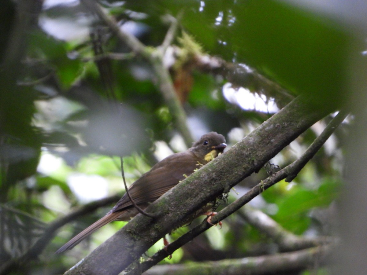 Yellow-whiskered Greenbul - ML451097251