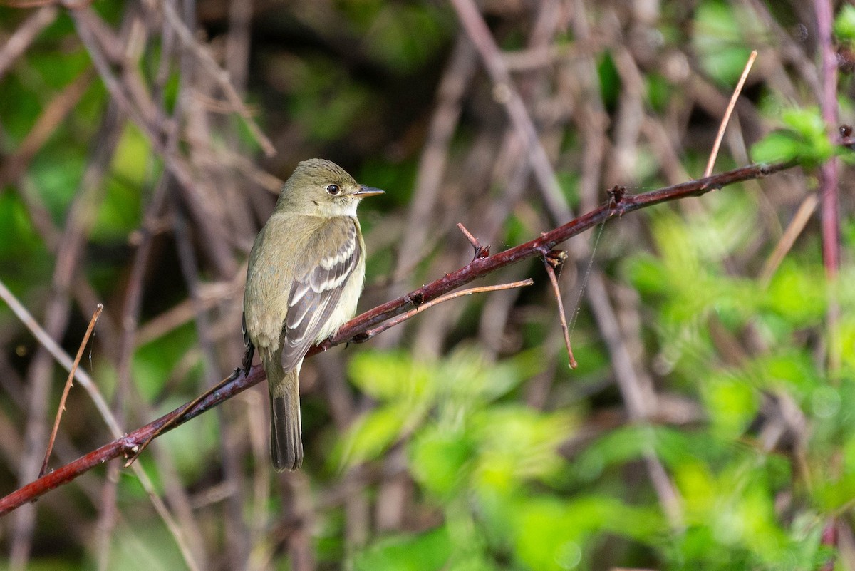 Empidonax sp. - ML451097681