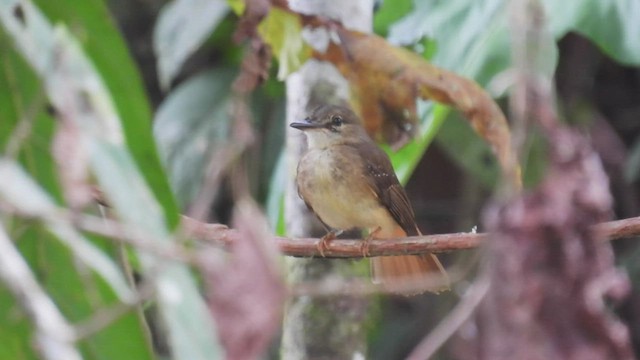 Tropical Royal Flycatcher - ML451097711