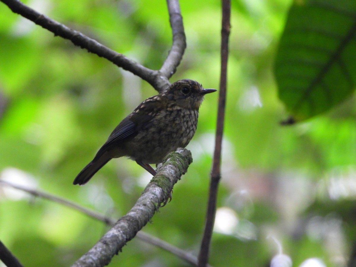 White-starred Robin - ML451097771