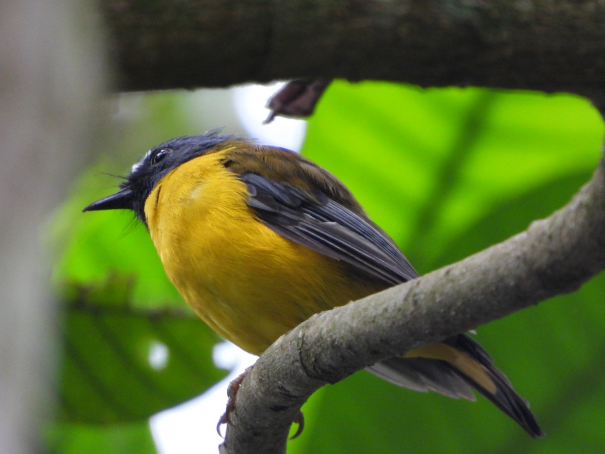 White-starred Robin - ML451097781