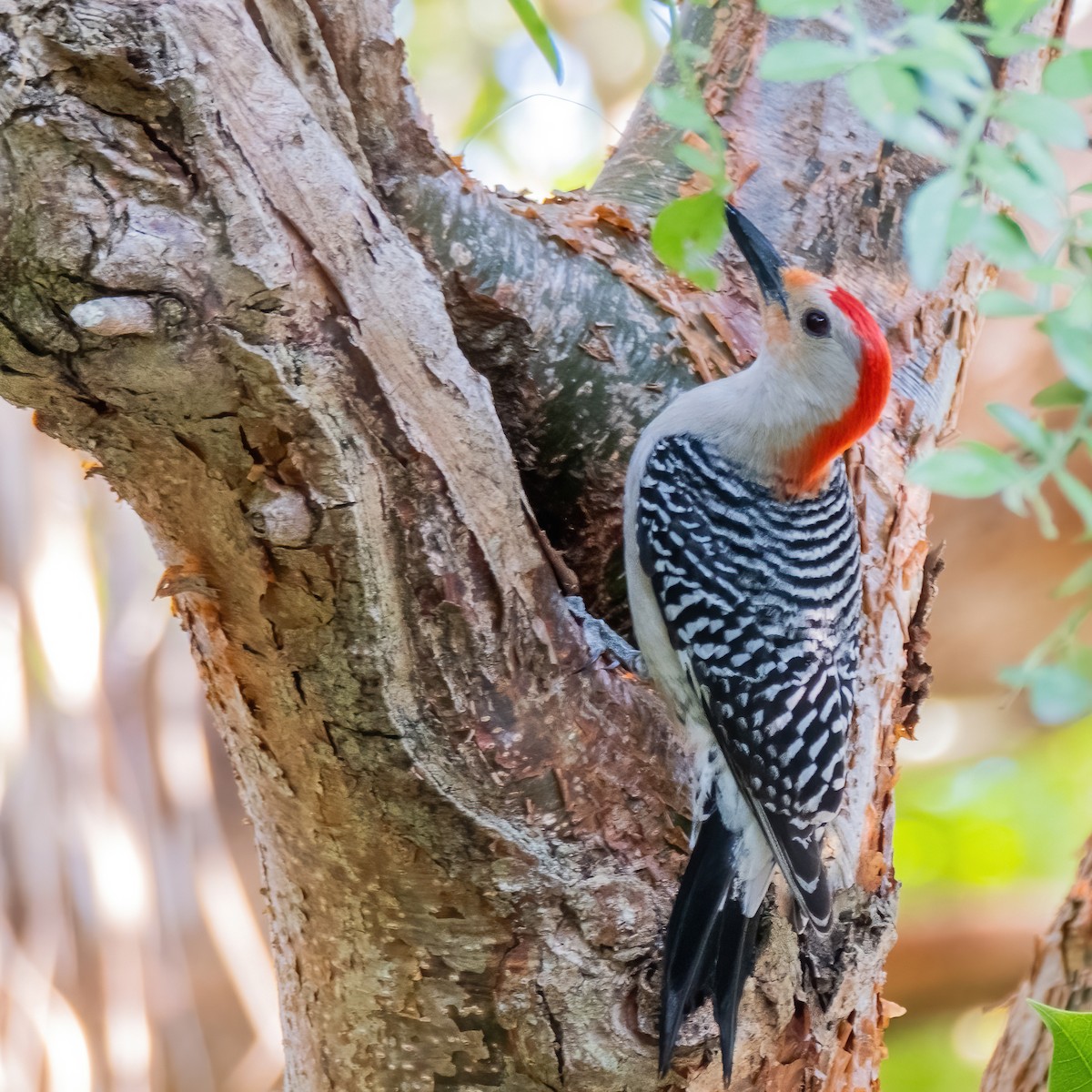 Red-bellied Woodpecker - ML451099511