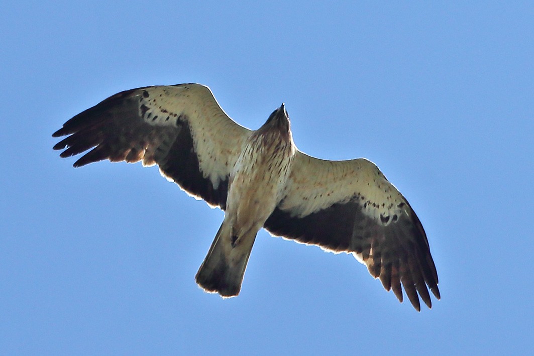 Águila Calzada - ML451101551