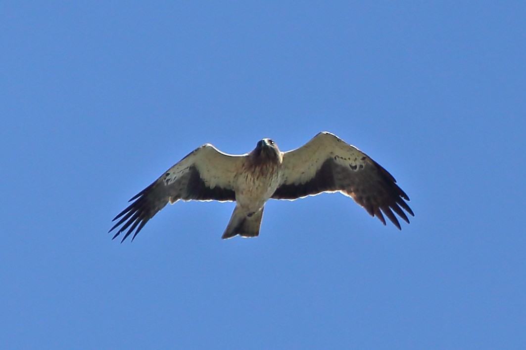 Águila Calzada - ML451101581