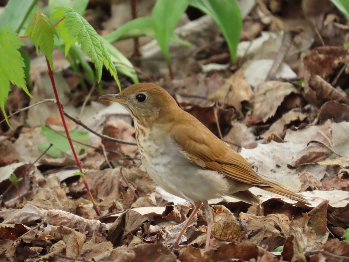 Veery - ML451101731