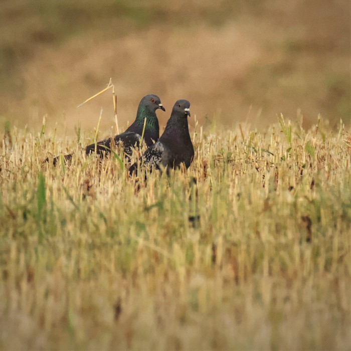 Rock Pigeon (Feral Pigeon) - ML451101861