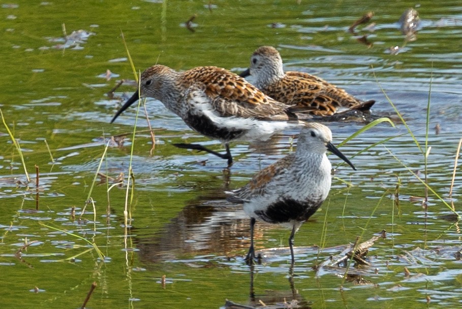 Dunlin - Else Karlsen