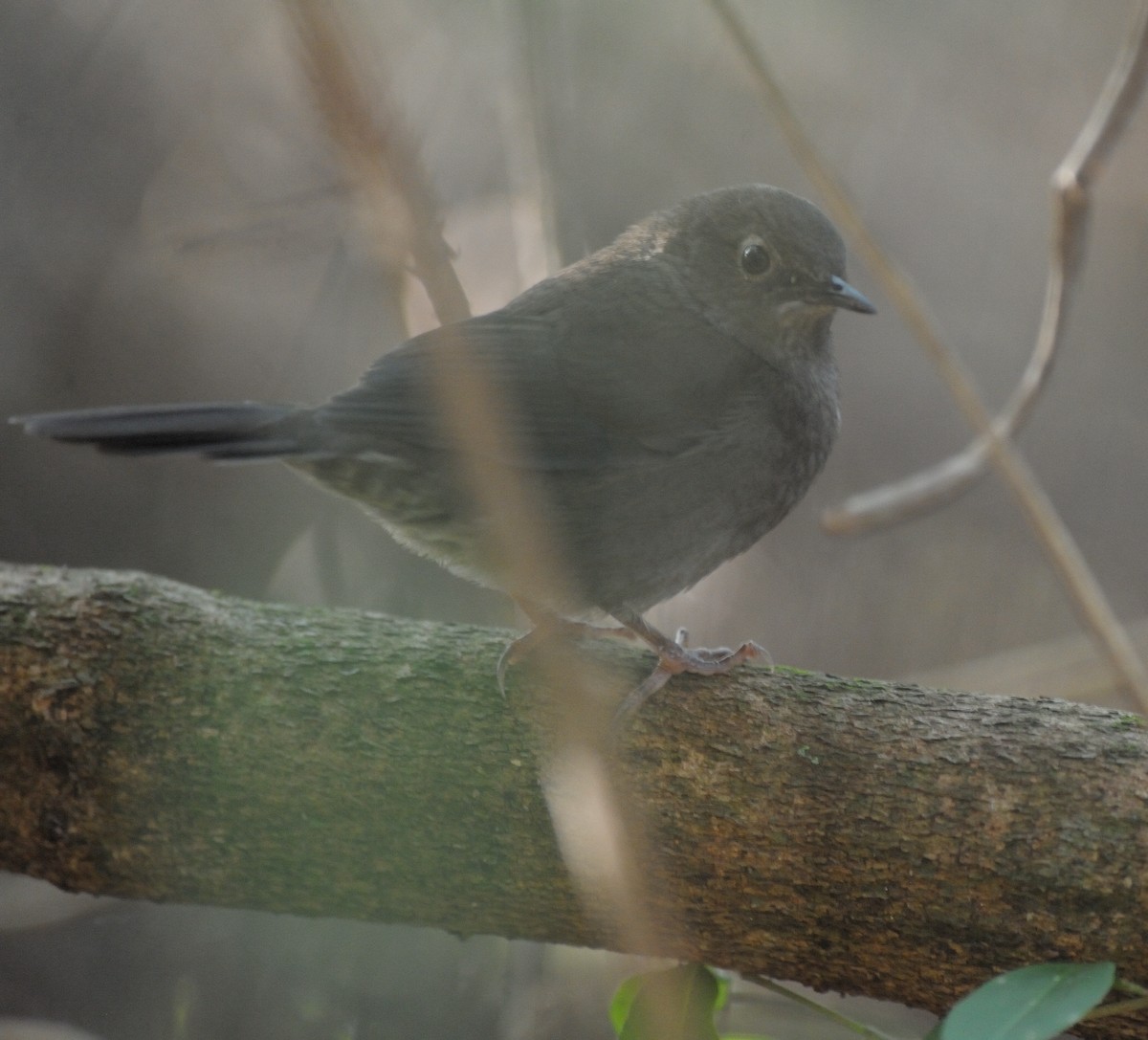 Knysna Warbler - ML451102521